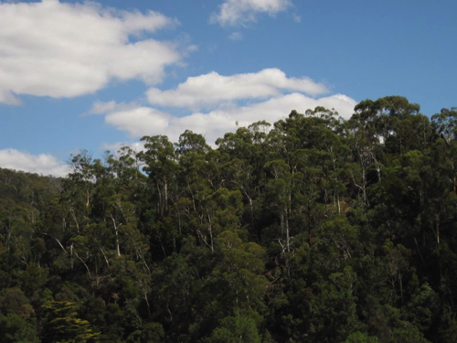 25 - Eucalyptus forest at Launceston Gorge