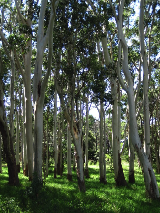 4- Eucalyptus grove at Centennial Park, Sydney