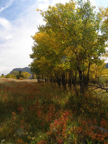 5 - Aspen grove, Rocky Mountain National Park