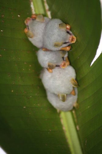 53 - Little White Bats,
Costa Rica