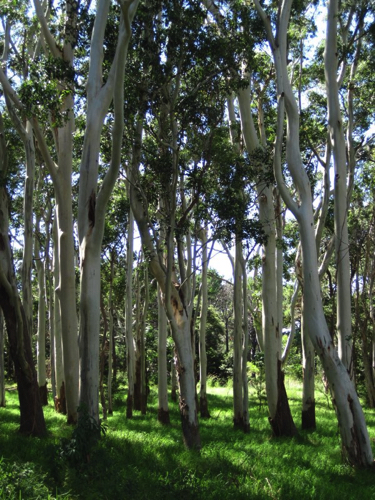 109 - Eucalyptus Grove, Sydney