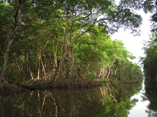 72 - Mangroves at Sunset, Caroni Swamp, Trinidad