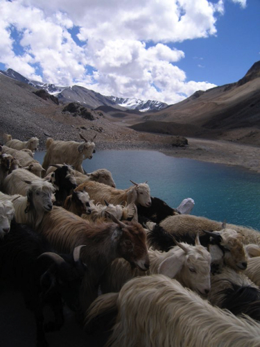 80 - Sheep and goats, India