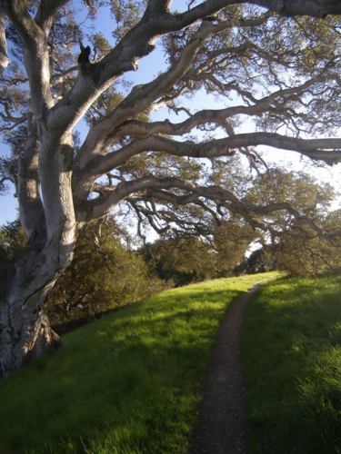 4 - Old Oak, Santa Cruz