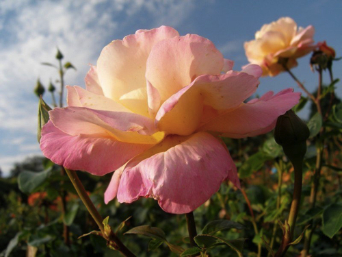 36 - Roses, Belfast Botanic Gardens, Ireland