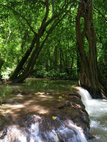 26 - Flooded Forest, Thanboke Khoranee NP, Thailand