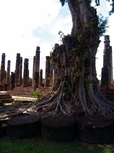 48 - Banyan Tree at Wat Mahathat, Sukhotai, Thailand