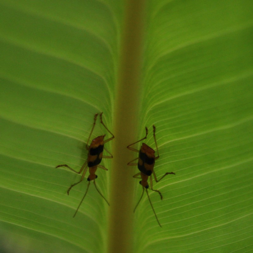 3 - Mirror Beetles, Costa Rica