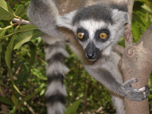 32 - young Lemur catta, Madagascar