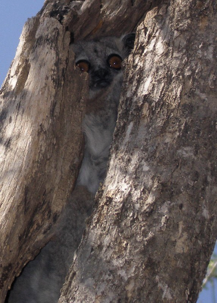 15 - Shy Lepilemur,
Madagascar