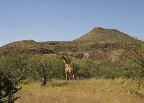 104 - Photogenic giraffe, Namibia