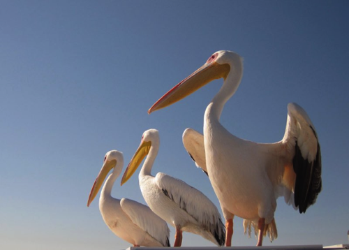 65 - Pelicans taking flight,
Walvis Bay, Namibia