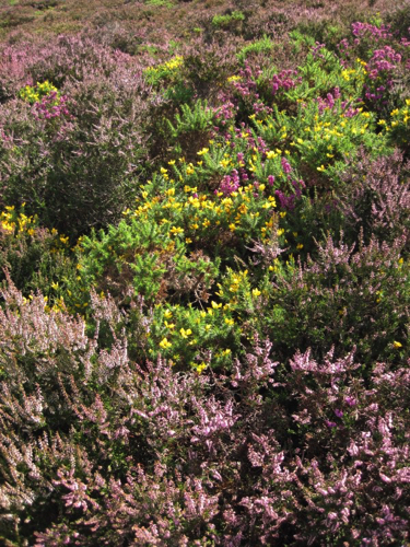 53 - Summer Heather and Broom, Howth