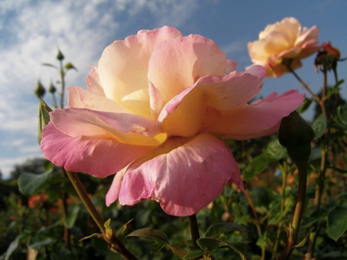26 - Roses, Belfast Botanic Gardens