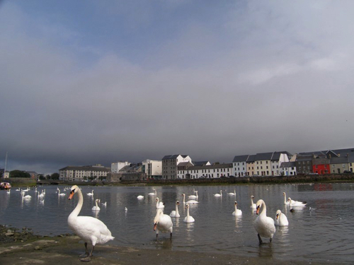 20 - Galway Swans