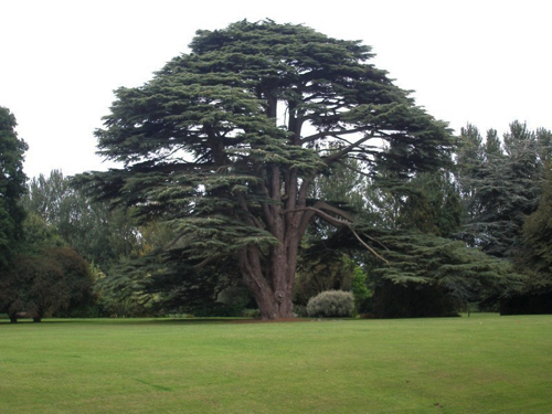 12 - Old Tree Near Talbot Castle, Dublin