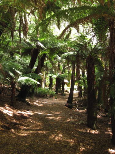 21 - Saint Columba Falls, Pyengana Tasmania