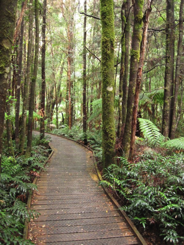 34 - Boardwalk to Nelson Falls, Tasmania