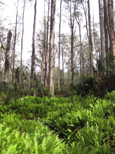 36 - Ferns and Eucalyptus at Lake Saint Claire