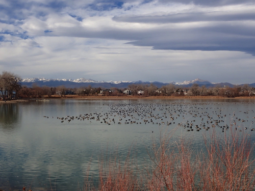 43 - Geese at Wanaka Lake
Lafayette, CO