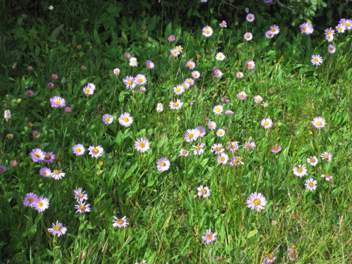 11 - Summer Erigeron