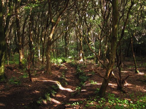 86 - Laurel Forest, Anaga Massif, Tenerife