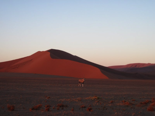 103 - Oryx at sunrise, Namibia