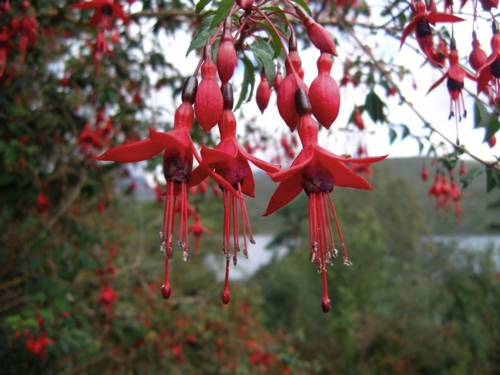 19 - Fuchsias, Connemara